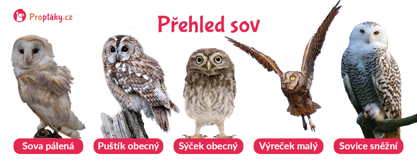 SOVY_prehled_BLOG